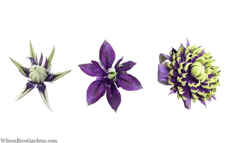 Taiga Clematis - 1 Gallon Pot - Image 8