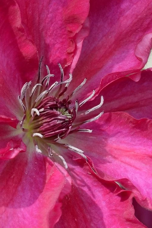 Garland Tekla Clematis - 1 Gallon Pot - Image 4