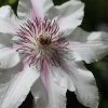 The Countess Of Wessex Clematis - 1 Gallon Pot