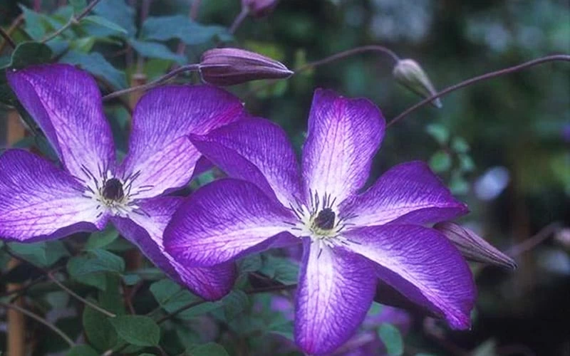 Venosa Violacea Clematis - 1 Gallon Pot - Image 9