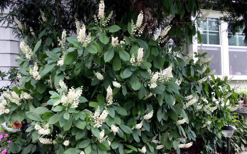 Hummingbird Summersweet Clethra - 3 Gallon Pot - Image 5