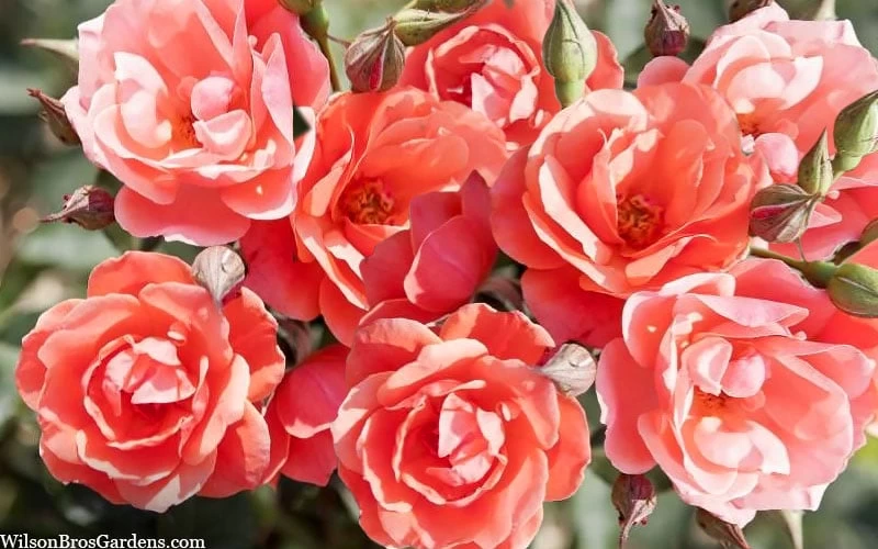 Coral Knock Out Rose - 2 Gallon Pot - Image 4