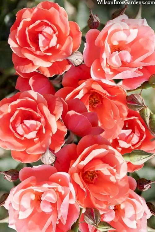 Coral Knock Out Rose - 2 Gallon Pot - Image 6