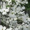 Jean's Appalachian Snow White Dogwood Tree - 7 Gallon Pot (4-5')