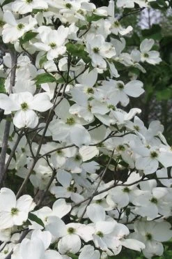 Jean's Appalachian Snow White Dogwood Tree - 7 Gallon Pot (4-5')