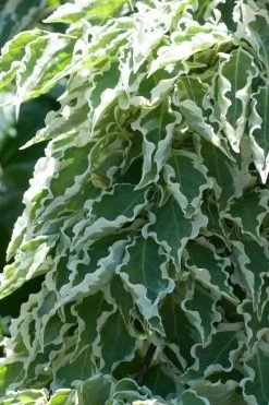 Samaritan Variegated Kousa Dogwood - 7 Gallon Pot (4-5')