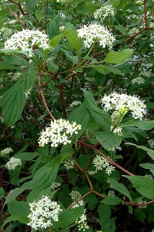 Red Osier Red Twig Dogwood (Cornus Sericea) - 3 Pack Of 1.5 Quart Pots - Image 6