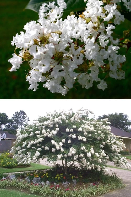 Acoma Weeping White Crape Myrtle - 7 Gallon Pot (5-6') - Image 4
