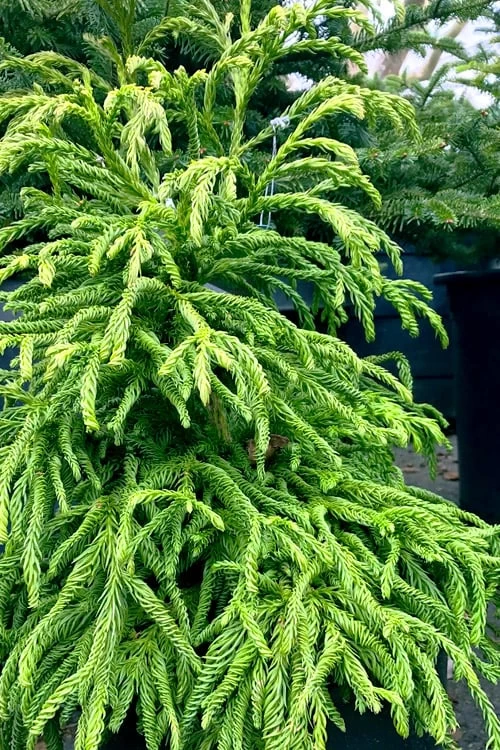 Spiralis Cryptomeria (Japanese Cedar) -2 Gallon Pot - Image 5