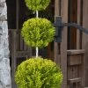 Goldcrest Monterey Lemon Cypress - 3-Ball Poodle Tier Topiary - 5 Gallon Pot