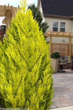 Goldcrest Monterey Lemon Cypress - 3 Gallon Pot