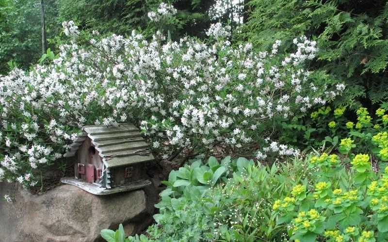 Jim's Pride White Summer Daphne - Daphne X Transatlantica - 2 Gallon Pot - Image 4