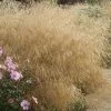 Gold Dew Tufted Hair Grass (Deschampsia Cespitosa 'Goldtau') - 1 Gallon Pot