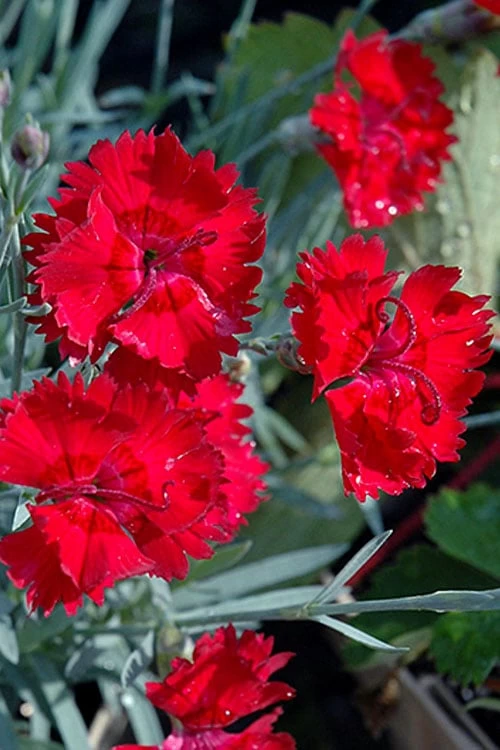 Fire Star Dianthus (Carnation) - 1 Gallon Pot - Image 4