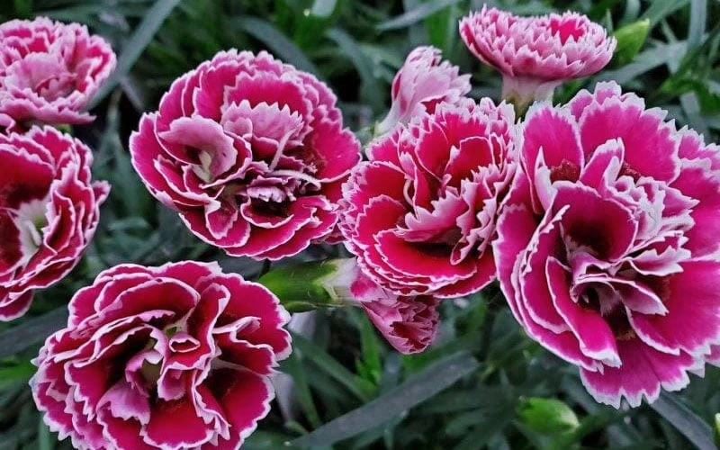 Super Trouper Magenta White Dianthus (Carnation) - 5 Pack Of Quart Pots - Image 5