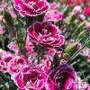 Super Trouper Magenta White Dianthus (Carnation) - 5 Pack Of Quart Pots