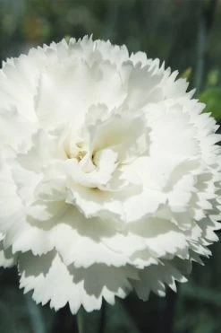 Super Trouper White Dianthus - 5 Pack Of Quart Pots
