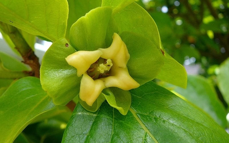 Fuyu Persimmon Tree - 3 Gallon Pot - Image 7