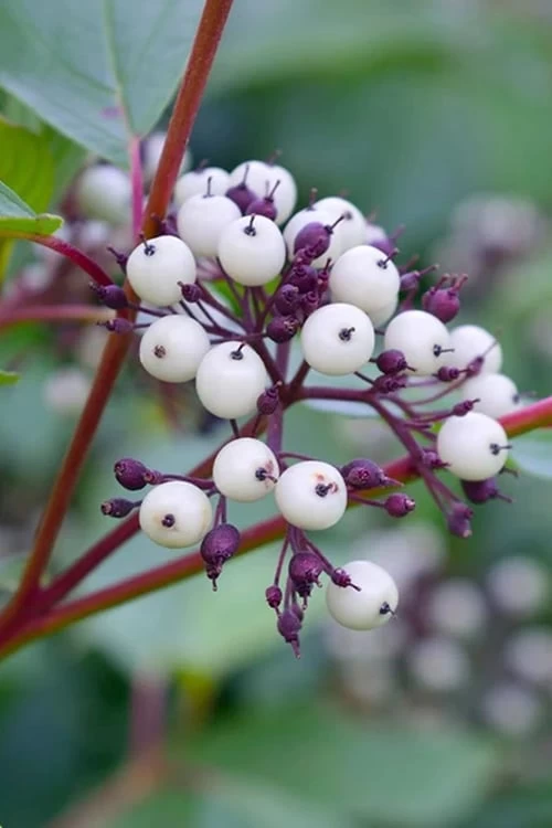 Red Osier Red Twig Dogwood (Cornus Sericea) - 3 Pack Of 1.5 Quart Pots - Image 7