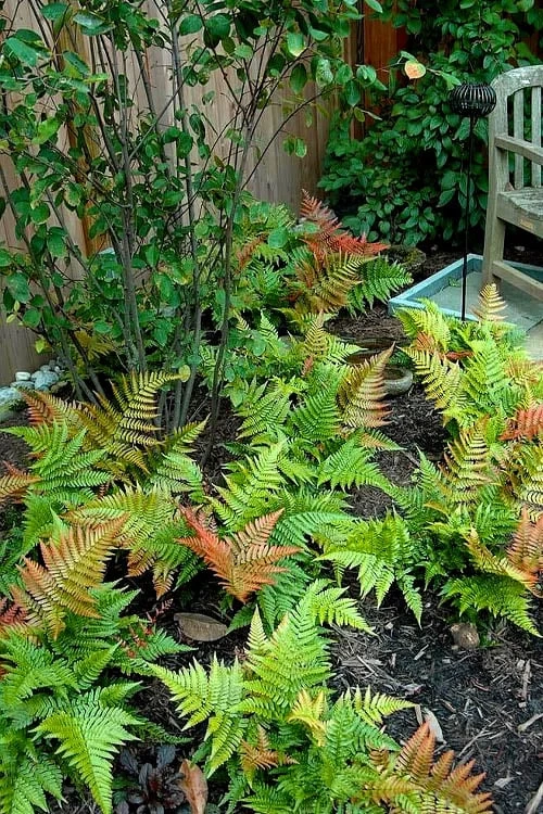 Autumn Brilliance Fern (Dryopteris Erythrosora) - 6 Pack Of 1 Gallon Pots - Image 8