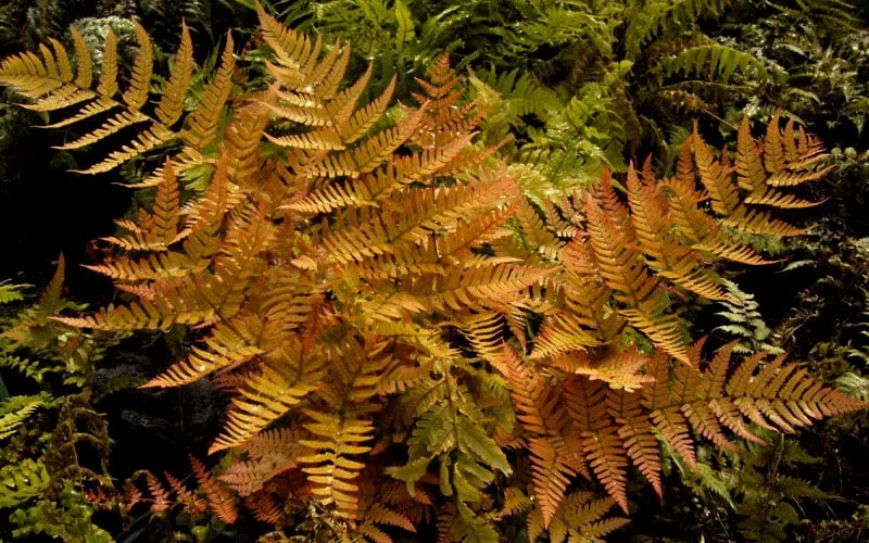 Autumn Brilliance Fern (Dryopteris Erythrosora) - 6 Pack Of 1 Gallon Pots - Image 5