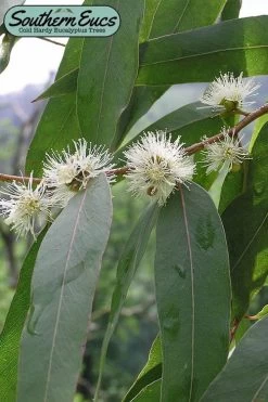 Jersey Girl Cold Hardy Eucalyptus Tree (Eucalyptus Macarthurii) - 3 Quart Pot