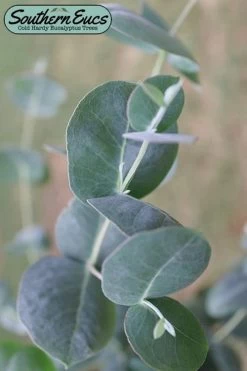 Big O Cold Hardy Eucalyptus Tree (Eucalyptus Neglecta) - 1 Gallon Pot