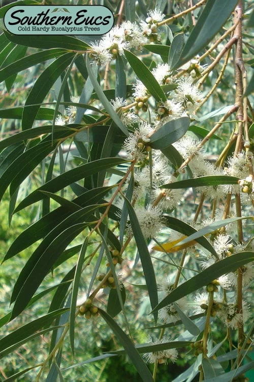 Funky Monkey Cold Hardy Eucalyptus Tree (Eucalyptus Parvula) - 6 Pack Of 1 Gallon Pots