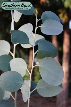 Mappa Tassie Cold Hardy Eucalyptus Tree (Eucalyptus Pauciflora) - 3 Gallon Pot