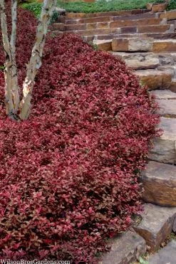 Purple Wintercreeper (Euonymus Fortunei 'Coloratus') - 72 Pack Of Pint Pots