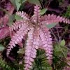 Rosy Pink Maidenhair Fern (Adiantum Hispidulum) - 6 Pack Of 1 Gallon Pots