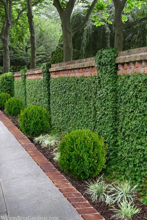 Creeping Fig (Ficus Pumila) - 10 Pack Of Pint Pots - Image 9