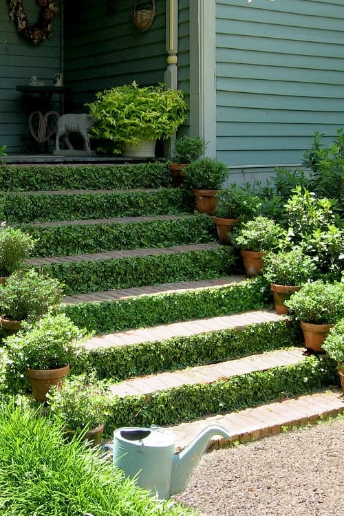 Creeping Fig (Ficus Pumila) - 10 Pack Of Pint Pots - Image 8