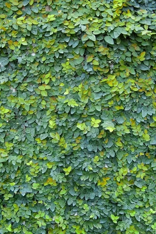 Creeping Fig (Ficus Pumila) - 10 Pack Of Pint Pots - Image 12