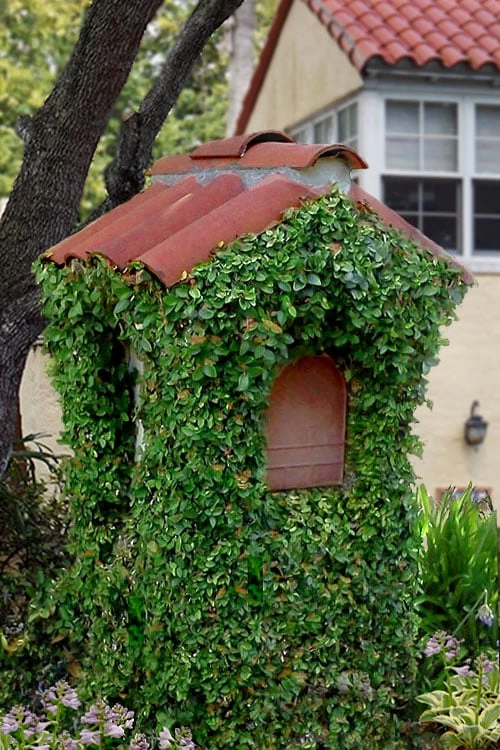 Creeping Fig (Ficus Pumila) - 10 Pack Of Pint Pots - Image 6