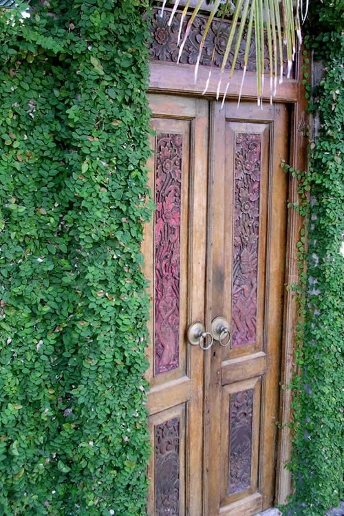 Creeping Fig (Ficus Pumila) - 10 Pack Of Pint Pots - Image 7