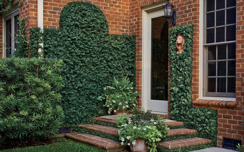 Creeping Fig (Ficus Pumila) - 10 Pack Of Pint Pots - Image 5