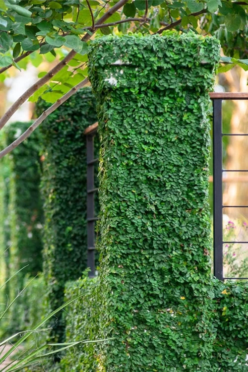 Creeping Fig (Ficus Pumila) - 10 Pack Of Pint Pots