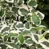 Variegated Creeping Fig - Ficus Pumila 'Variegata' - 5 Pack Of Pint Pots