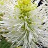 Mount Airy Fothergilla - 1 Gallon Pot