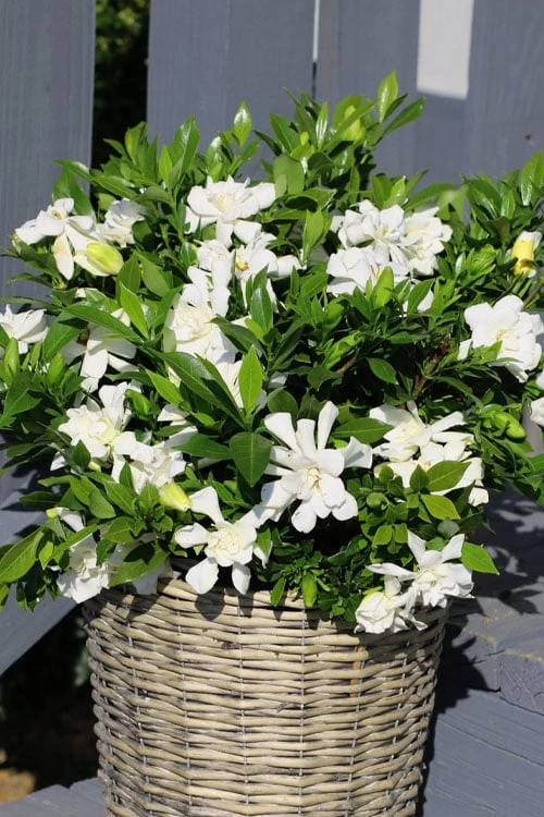 Celestial Star Gardenia - 1 Gallon Pot - Image 4