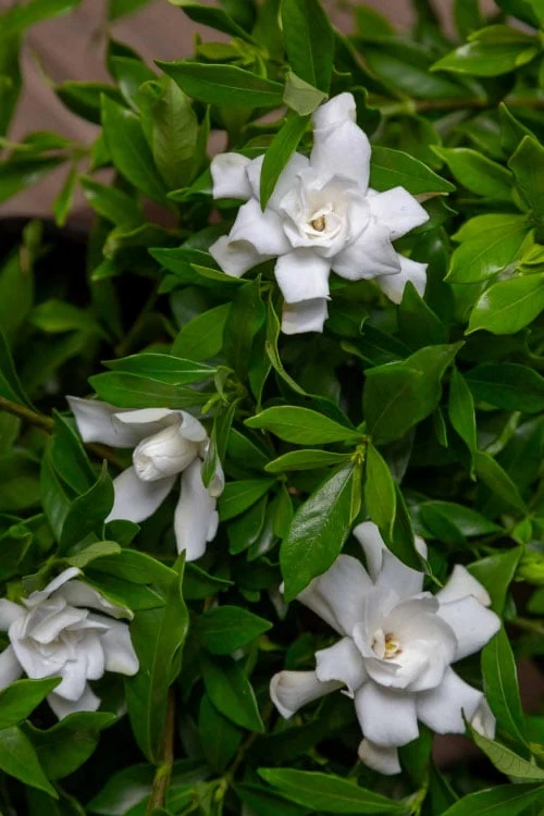 Fool Proof Gardenia - 2 Gallon Pot - Image 4