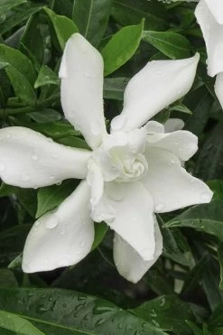 Frost Proof Gardenia - 1 Gallon Pot