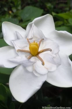 Snow Flurry Hardy Gardenia - 1 Gallon Pot