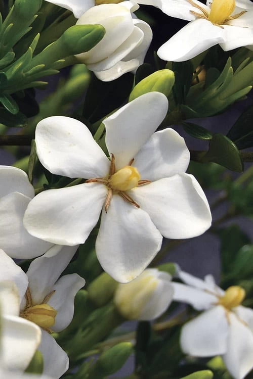 Snow Girl Hardy Dwarf Gardenia - 3 Gallon Pot - Image 5