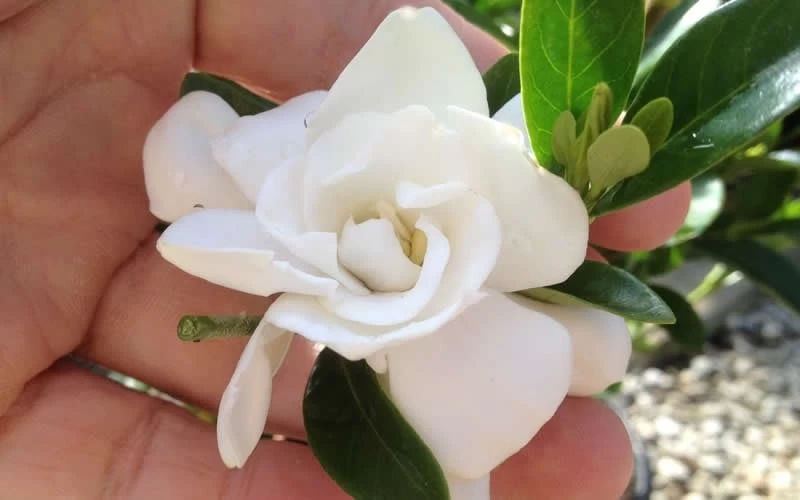 Jubilation Gardenia - 1 Gallon Pot - Image 4