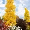 Grindstone Columnar Ginkgo Tree (Male) - 3 Gallon Pot