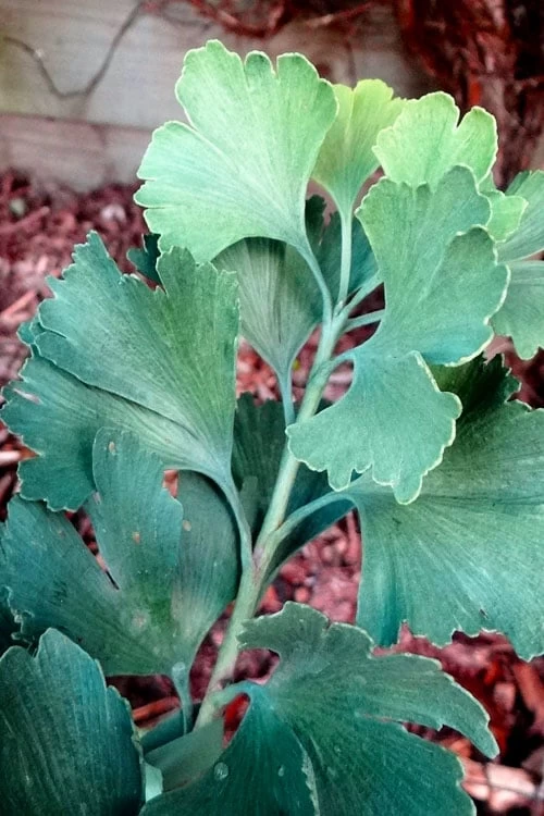Jagged Jade Dwarf Male Ginkgo Tree - 3 Gallon Pot - Image 5