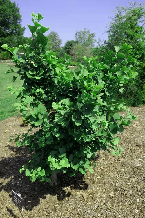 Jagged Jade Dwarf Male Ginkgo Tree - 3 Gallon Pot - Image 8