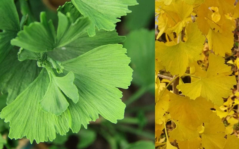Jagged Jade Dwarf Male Ginkgo Tree - 3 Gallon Pot - Image 4